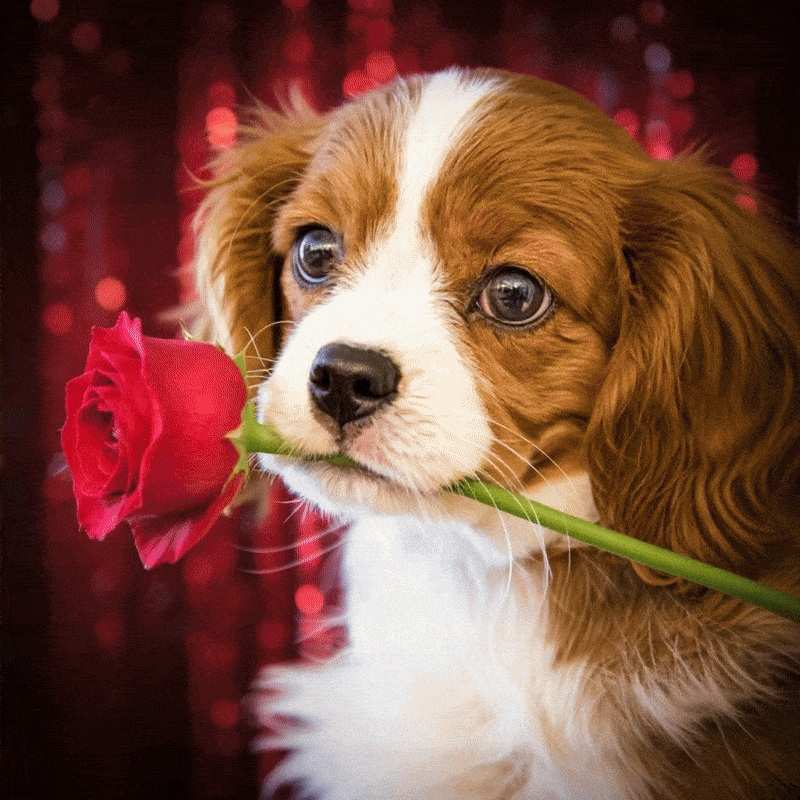 Holiday Card for Pets